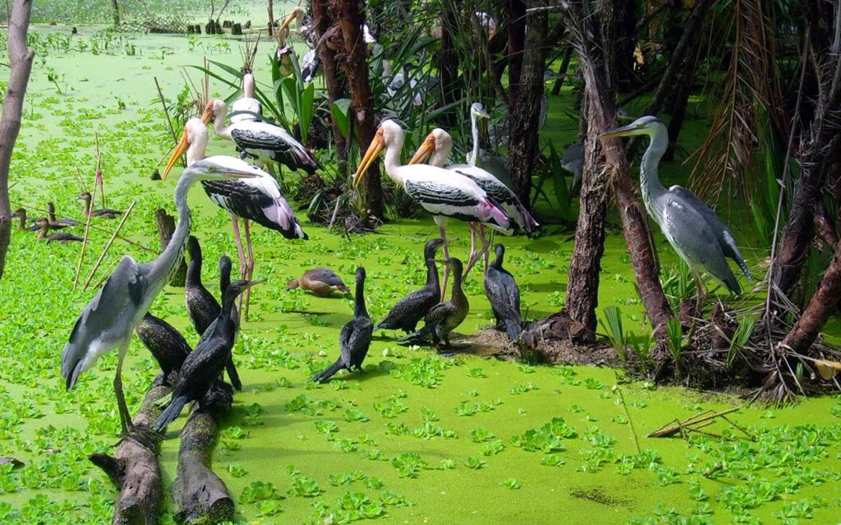 Bird Sanctuary in Bac Lieu province