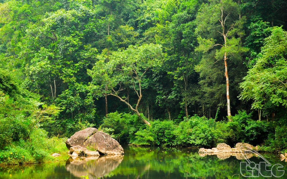 Khe Ro Primitive Forest in Bac Giang province