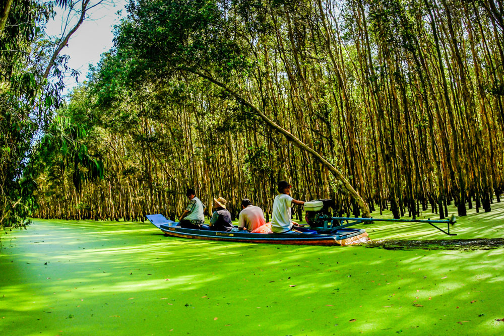 Tra Su Forest in An Giang province