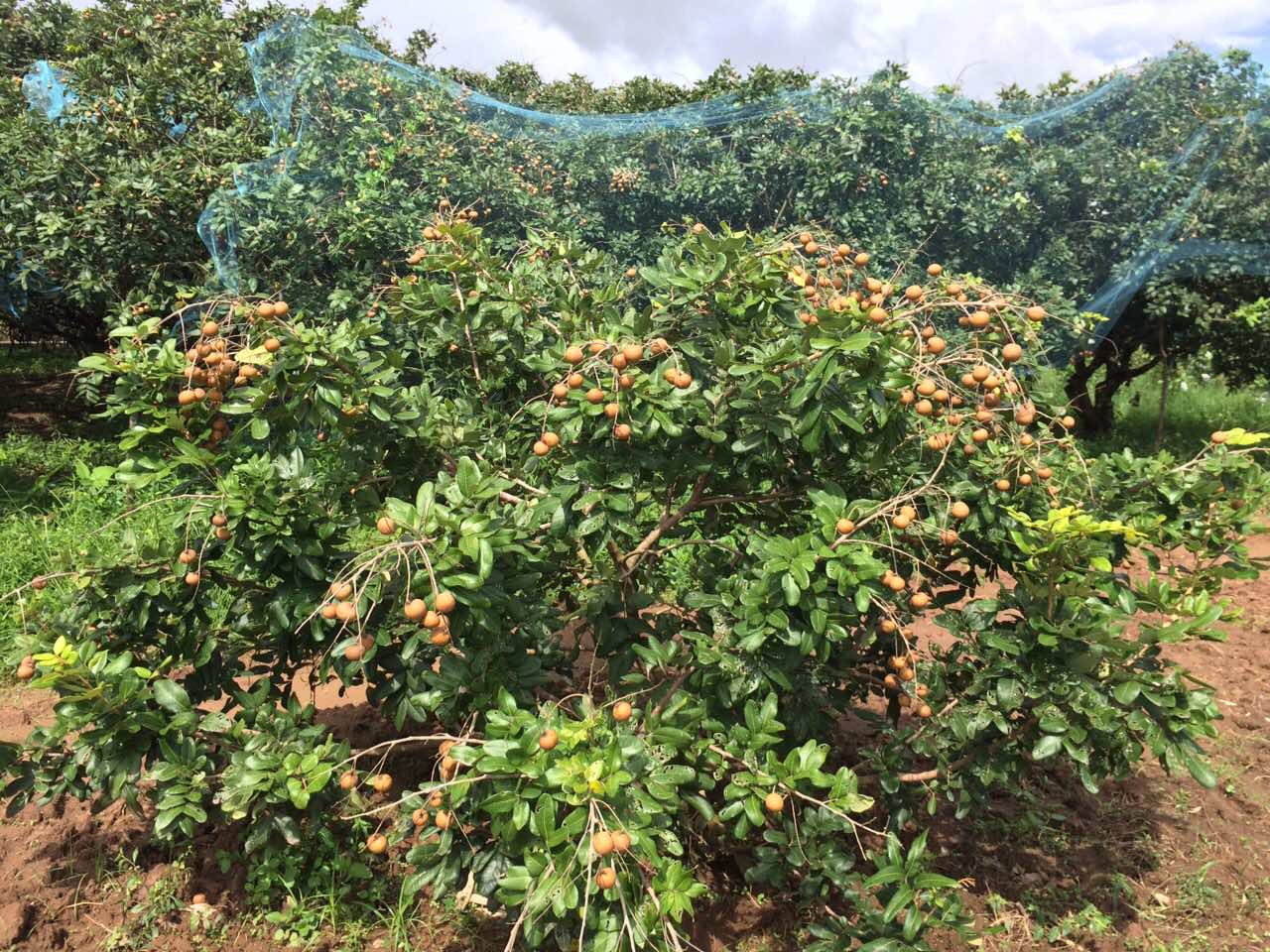 Luxuriant old longan garden in Bac Lieu province