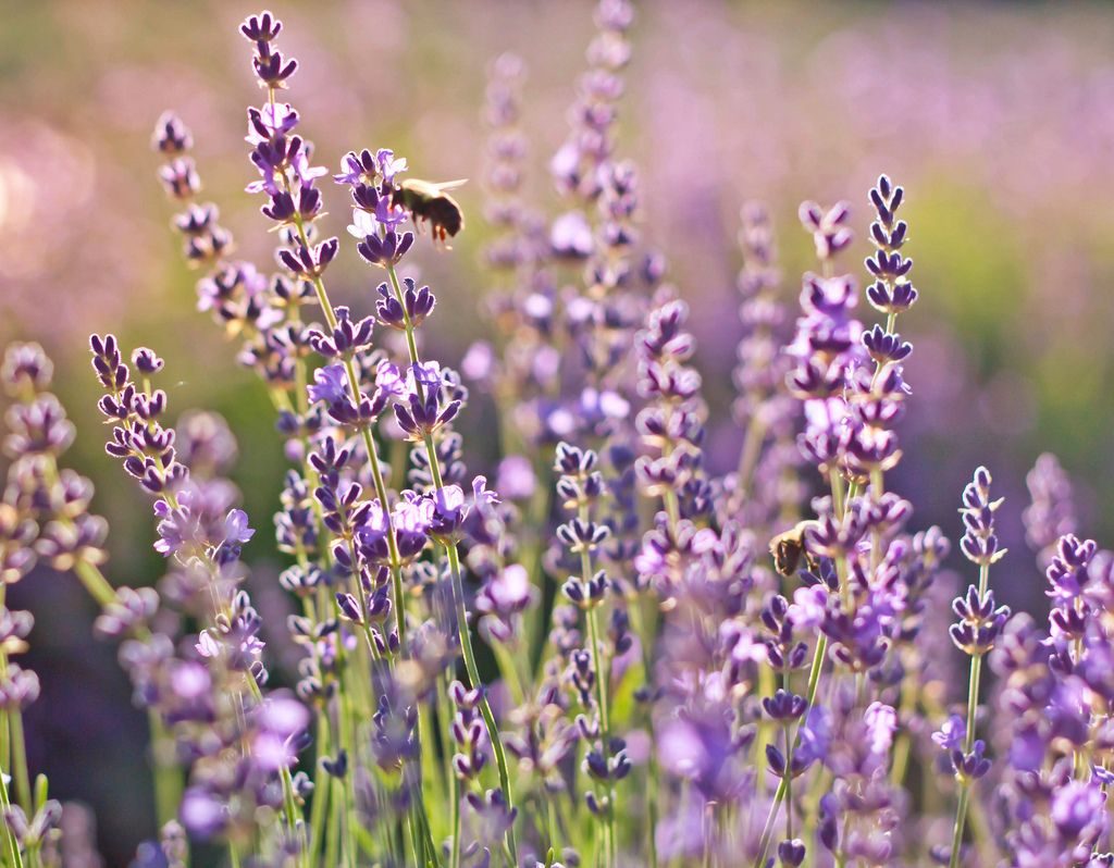 The Most Wonderful Lavender Fields In Da Lat