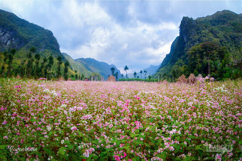 Travelling to Vietnam in October – Do not forget to visit the Buckwheat fields