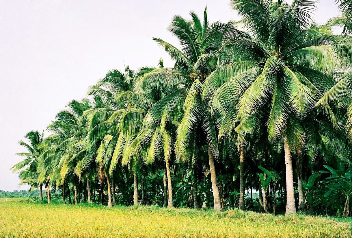 Let’s Visit Ben Tre Province – Come To The Peaceful Countryside Called The Village Of Coconuts In Mekong Delta